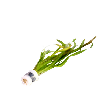 Vallisneria Gigantea 'Rubra' Lead Bunch