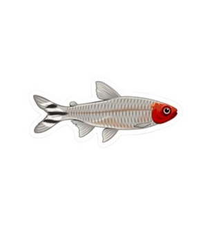 Rummynose Tetra Sticker