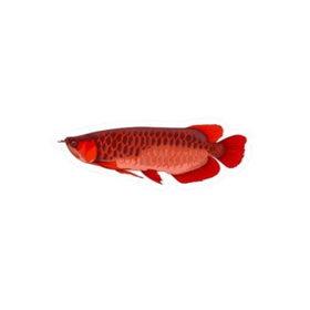 Red Asian Arowana Sticker