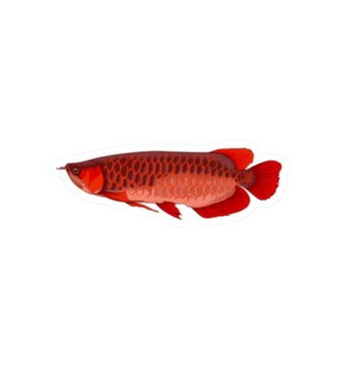 Red Asian Arowana Sticker