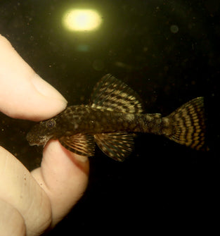 Common Bushynose Pleco