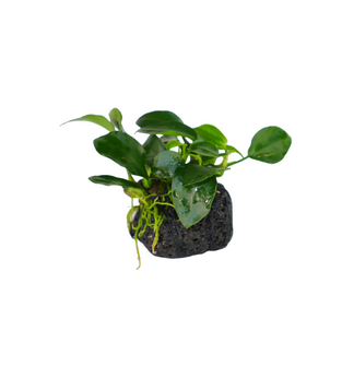 Anubias Nana Petite - Lava Stone