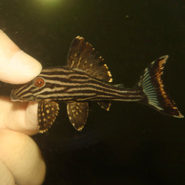 L-191 Royal Pleco