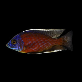 Copadichromis Borleyi (Redfin Borleyi)