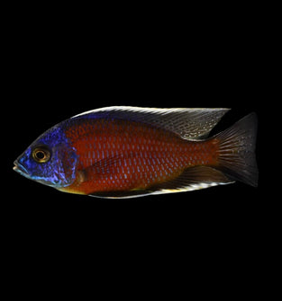 Copadichromis Borleyi (Redfin Borleyi)
