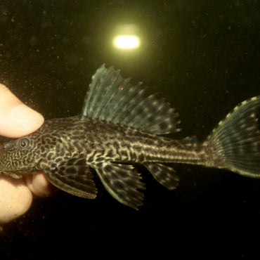 Plecostomus