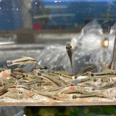 Otocinclus Catfish