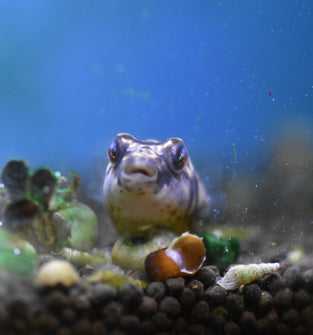 Fahaka Puffer Pre Order