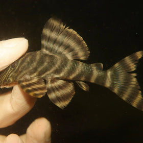 L398 Tanke Tiger Pleco