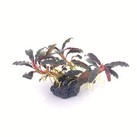 Bucephalandra Godzilla - Lava Stone