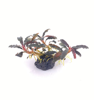 Bucephalandra Godzilla - Lava Stone