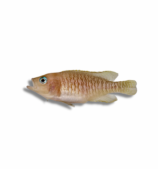 Neolamprologus Multifasciatus