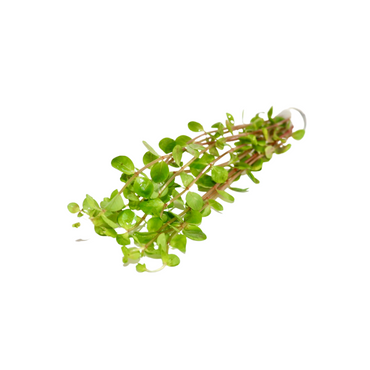 Rotala Rotundifolia Orange Juice