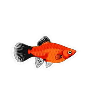 Orange Platy Sticker