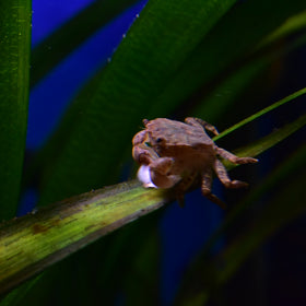 Pom Pom Freshwater Crab Pre Order