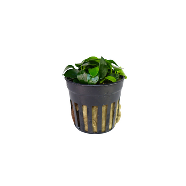 Anubias Nana Petite