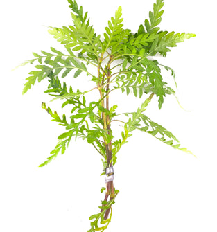 Hygrophilia Pinnatifida