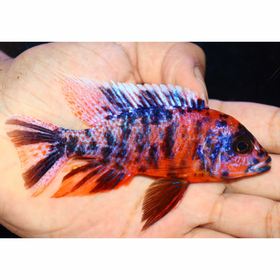 Uncle Wuddy Orange & Red OB 4” Male