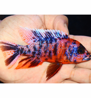 Uncle Wuddy Orange & Red OB 4” Male