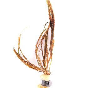 Cryptocoryne Balansae - Lead Bunch