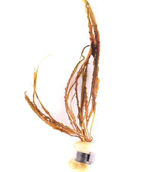 Cryptocoryne Balansae - Lead Bunch