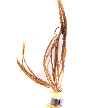 Cryptocoryne Balansae - Lead Bunch