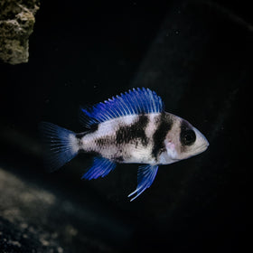 Black Widow Frontosa