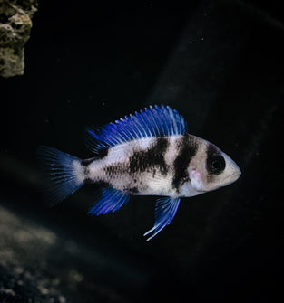 Black Widow Frontosa