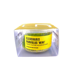 Dwarf Hairgrass - Tissue Culture