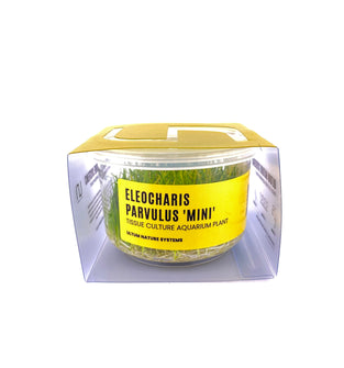 Dwarf Hairgrass - Tissue Culture